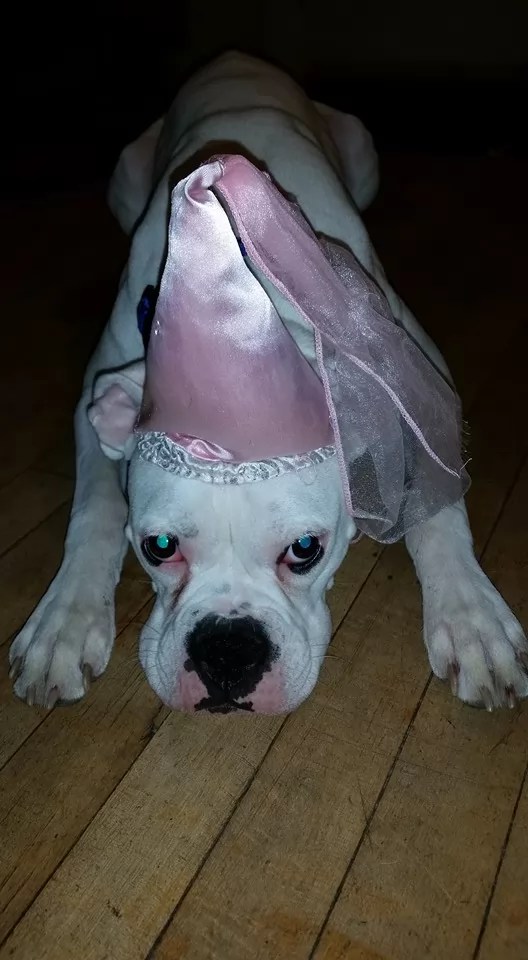 12 Costumes That Prove Boxer Dogs Always Win At Halloween