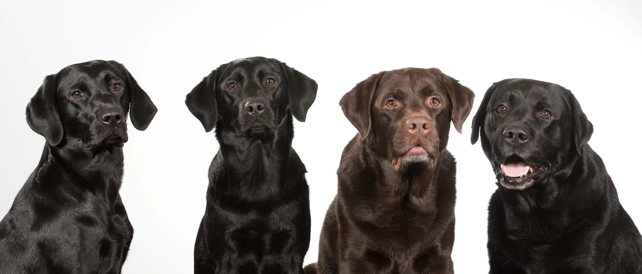 American Labrador Retriever vs. English Labrador Retriever