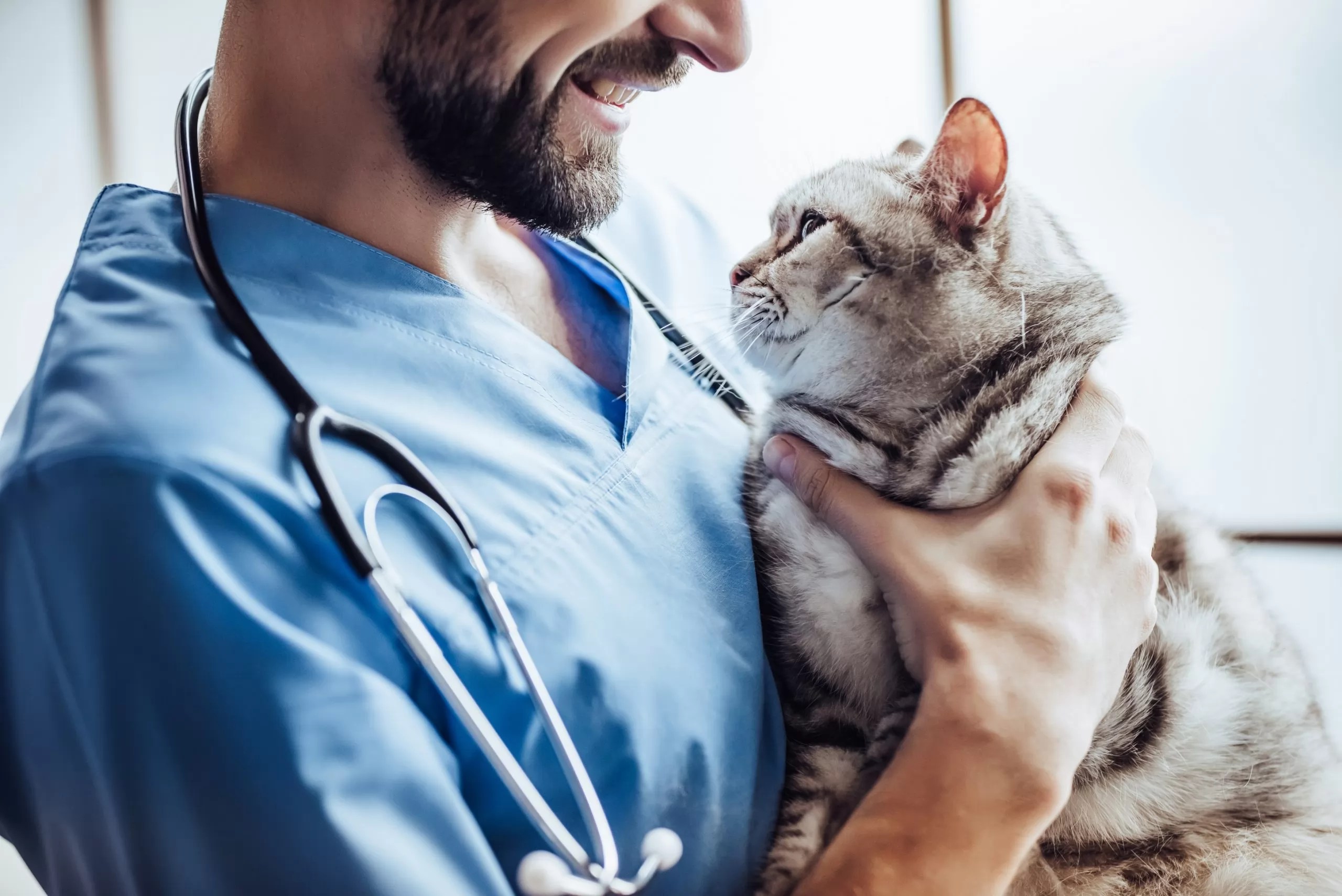 Pet Care 10 Signs You Need To See The Vet ASAP Pet Care 10 Signs You Need To See The Vet ASAP