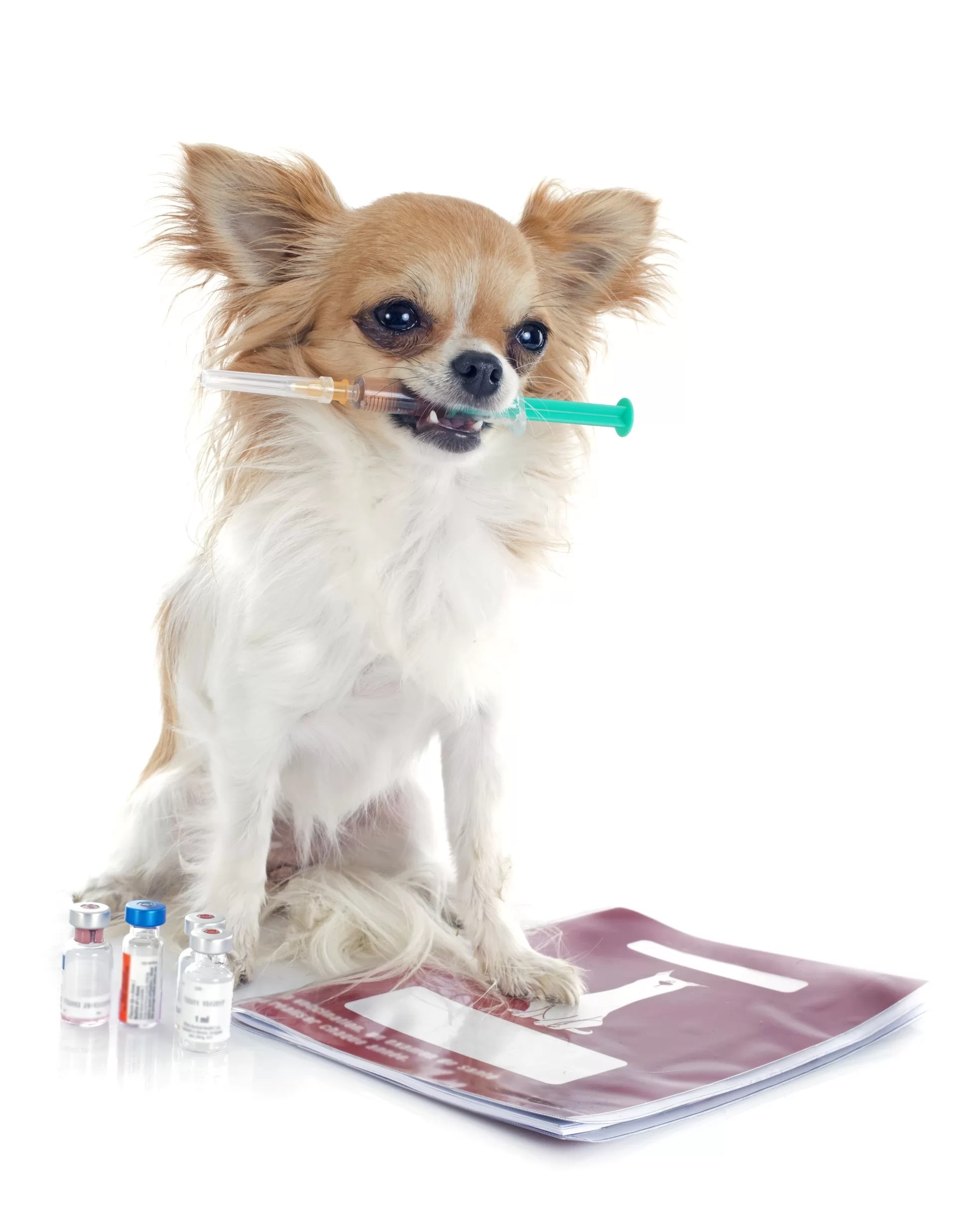 7 Things To Consider Before Getting Dog Vaccinations For Your Pets