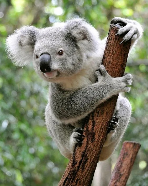 The 100+ Best Koala Bear Names