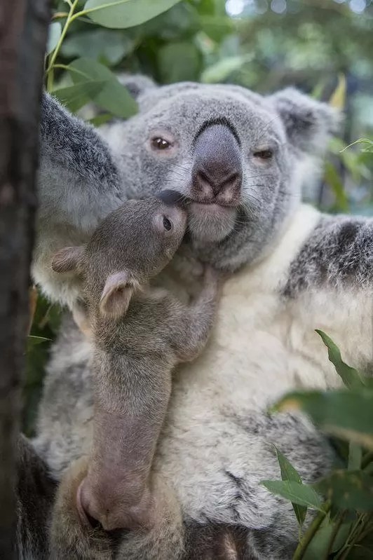 The 100+ Best Koala Bear Names