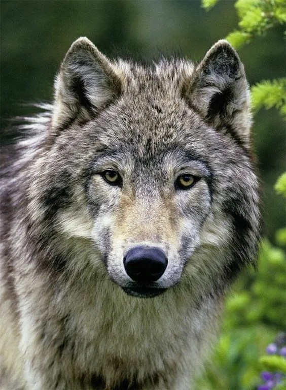 240+ Unique Wolf Names