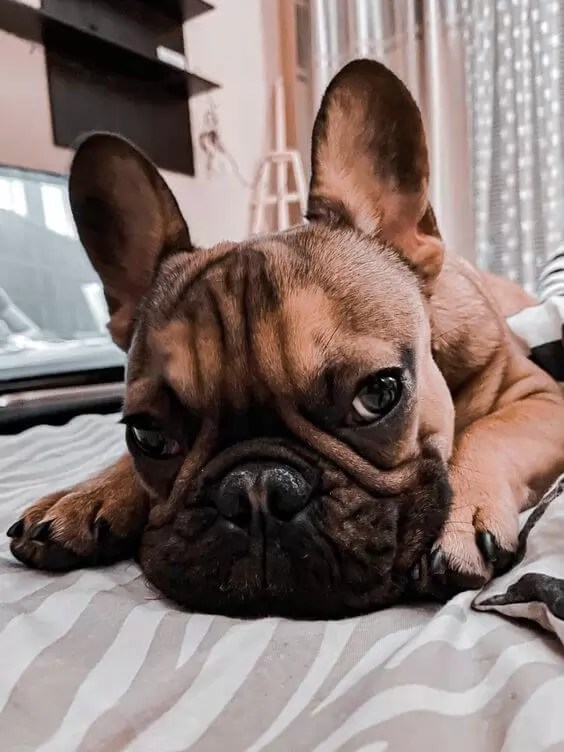 Top 51 Best Dog Breeds and What Make Them the Best!