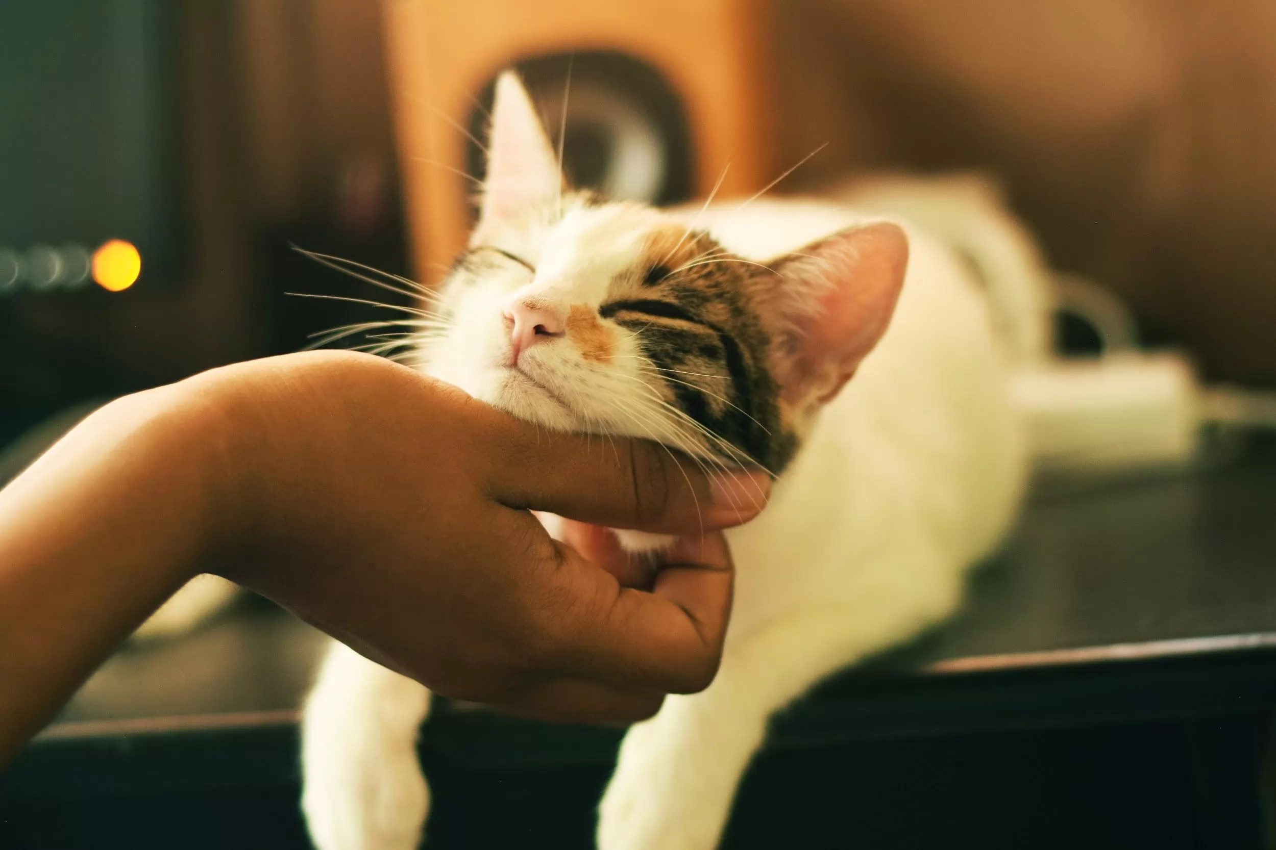 How To Help Anxious Cats To Live Their Best Life