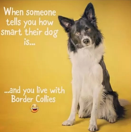 15 Funny Border Collie Memes To Make Your Day Page 5 of 5