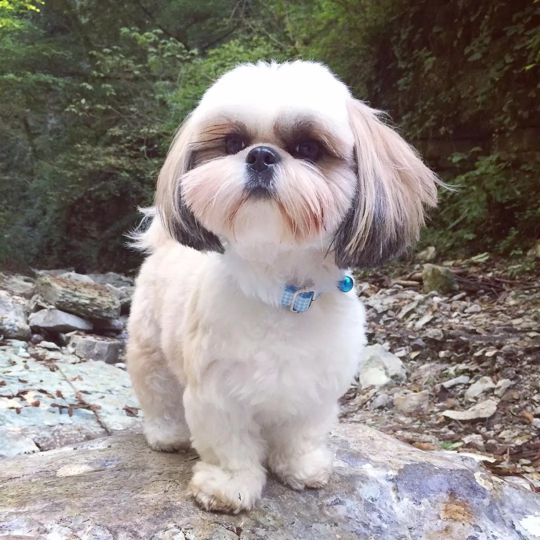 15 Interesting Facts About Shih Tzus