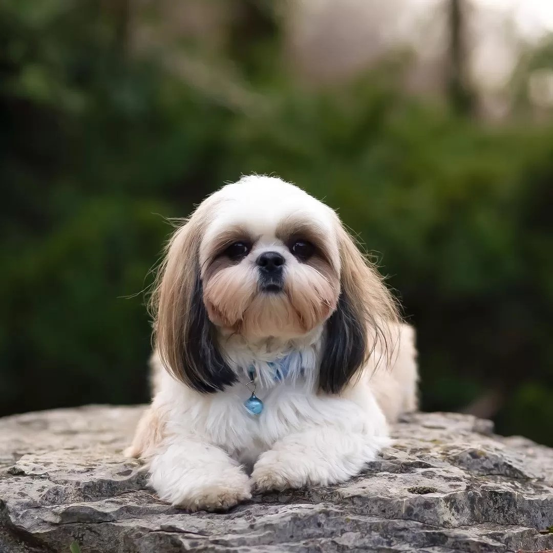 15 Interesting Facts About Shih Tzus Page 3 of 5
