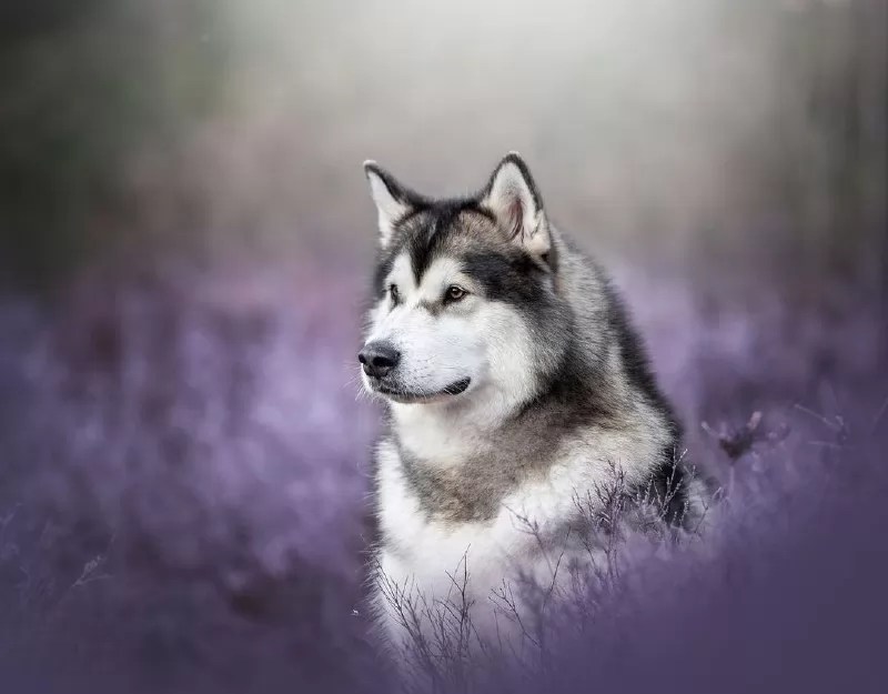 Alaskan Malamute