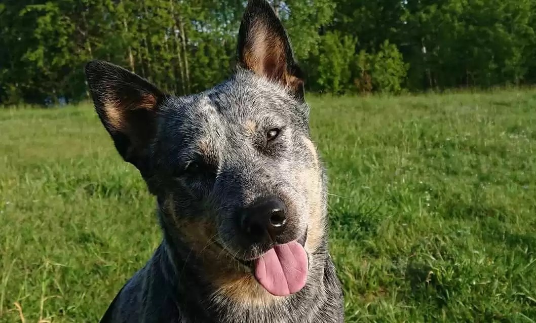 15 Interesting Facts About Australian Cattle Dogs Page 2