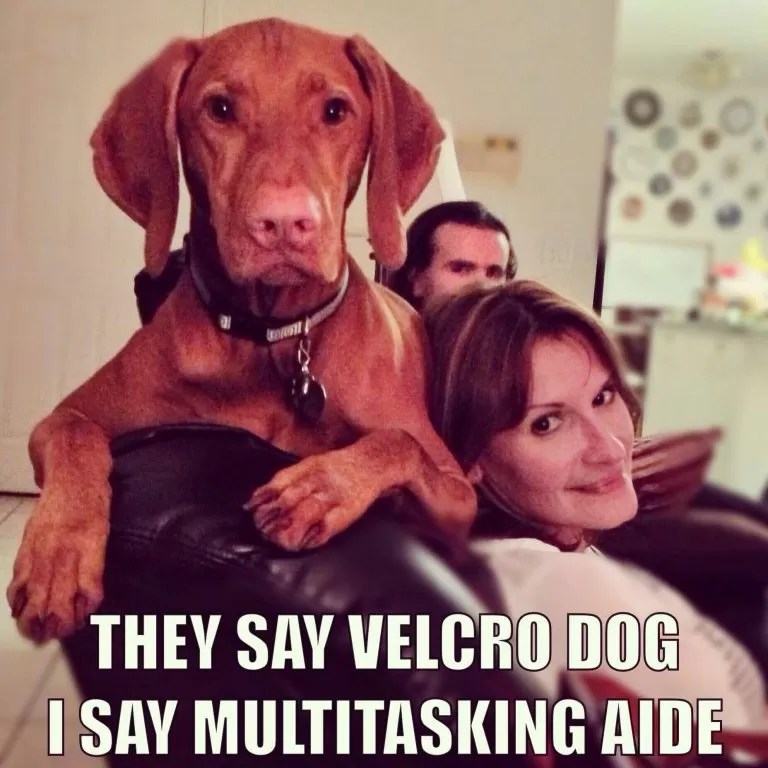 15 Funny Vizsla Memes To Make Your Day