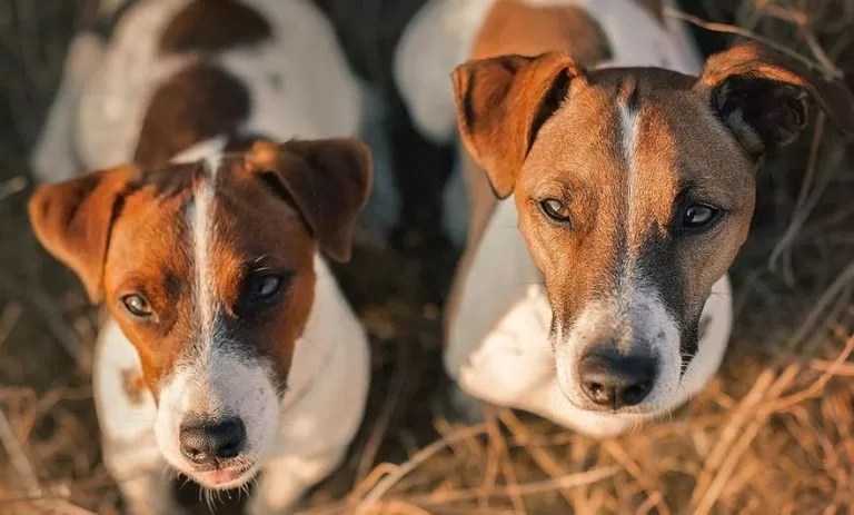 15 Amazing Facts About Jack Russell Terriers You Probably Never Knew