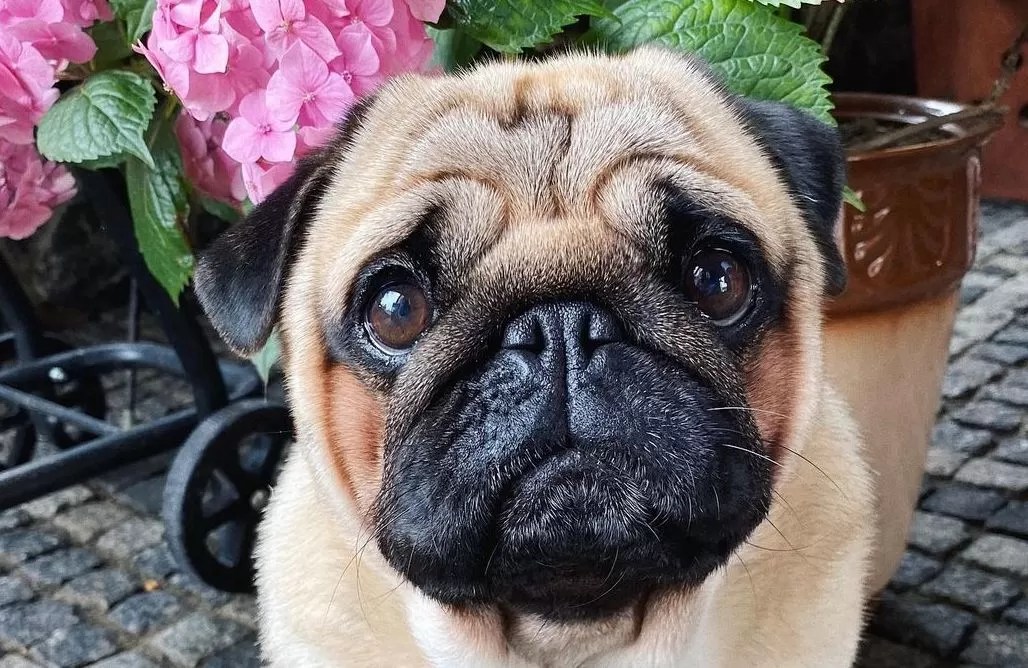 15 Amazing Facts About Pugs You Probably Never Knew