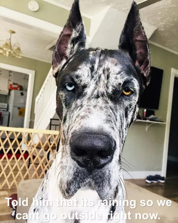 15 Funny Great Dane Memes To Make Your Day Page 2 of 5