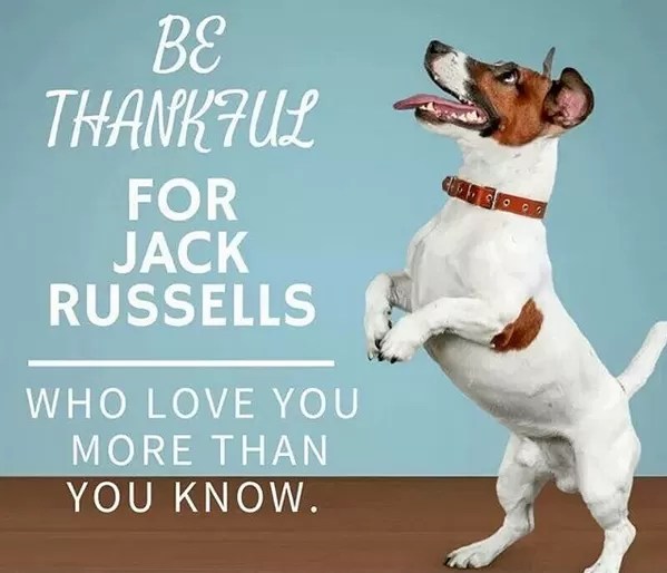 15 Funny Jack Russell Memes To Make Your Day Page 2 of 5