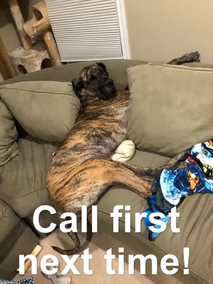 15 Funny Great Dane Memes To Make Your Day Page 3 of 5