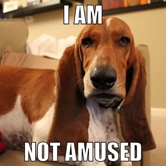 15 Funny Basset Hound Memes To Make Your Day Page 3 of 5