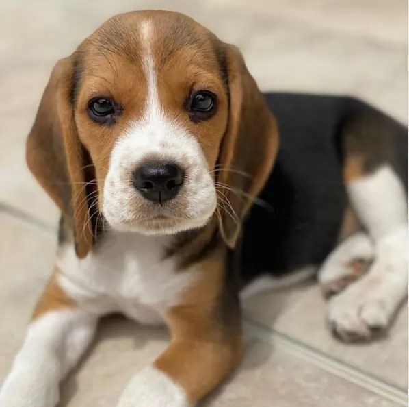 Beagles Active Hunters