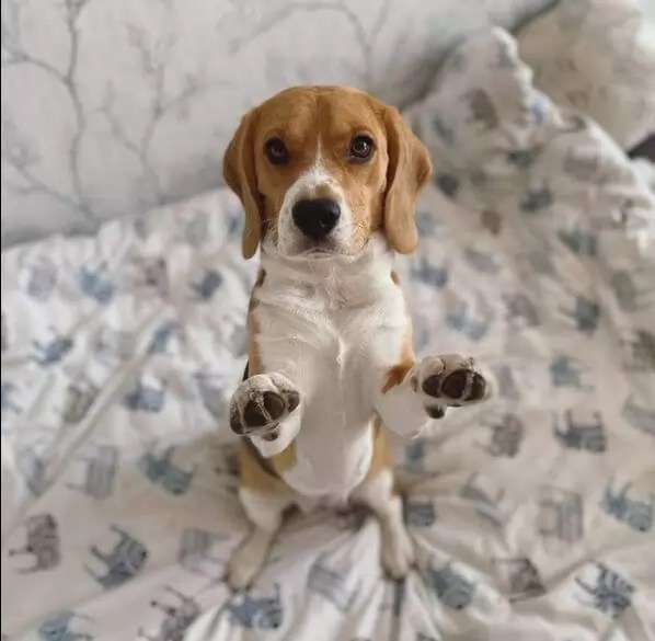 Beagles Active Hunters