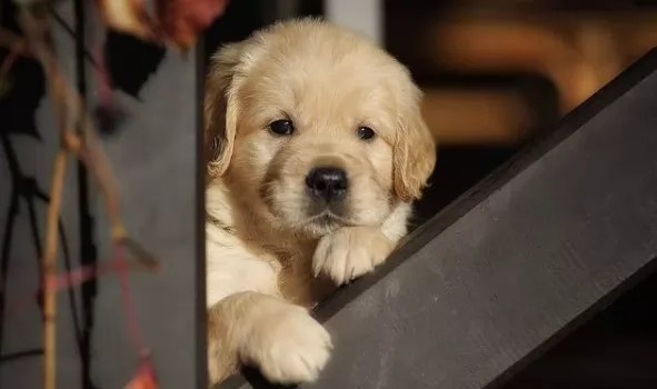Golden Retrievers Intelligent Family Companions