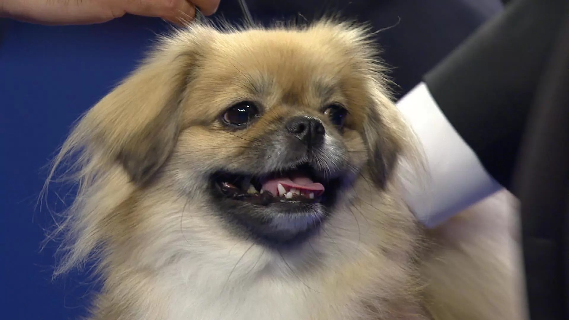 Tibetan Spaniel Dog