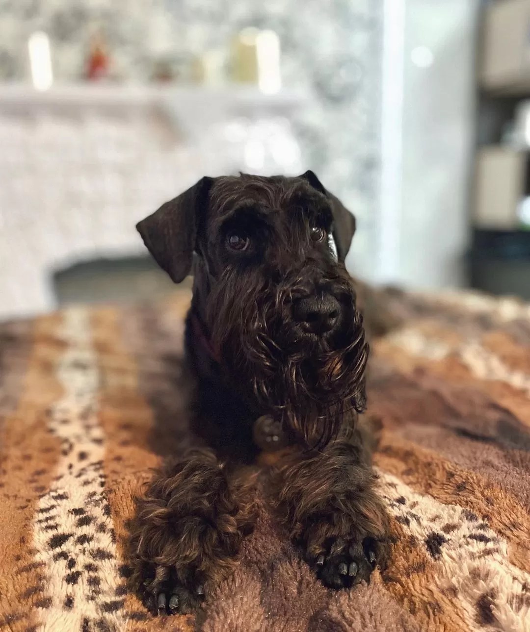 15 Cool Facts About Miniature Schnauzers Page 4 of 5