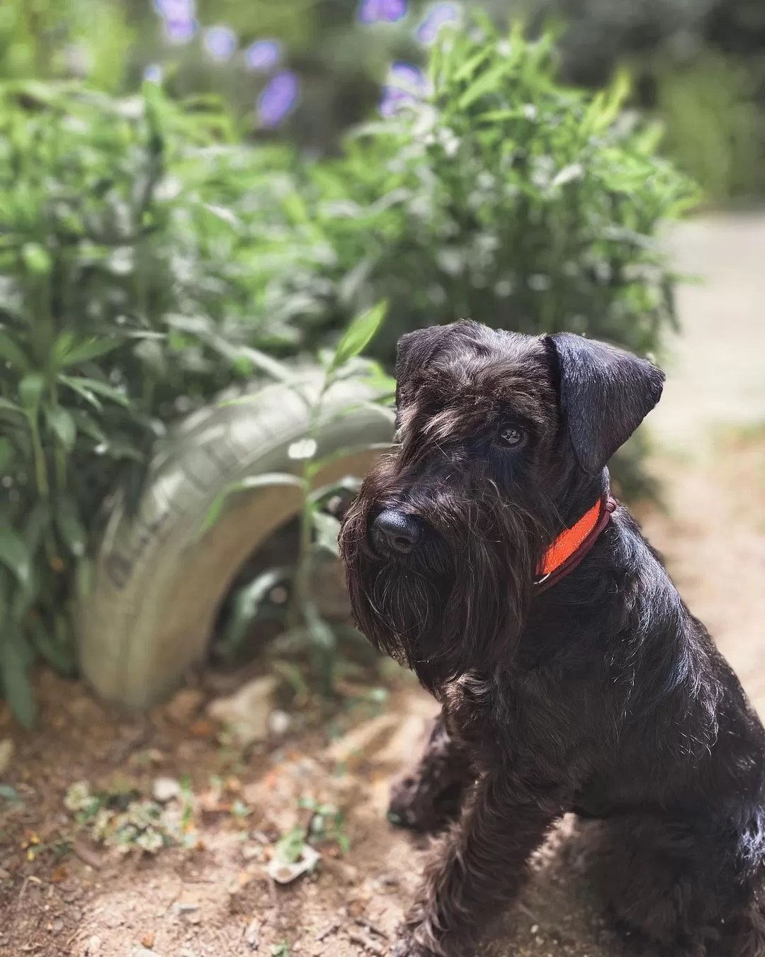 15 Cool Facts About Miniature Schnauzers Page 4 of 5