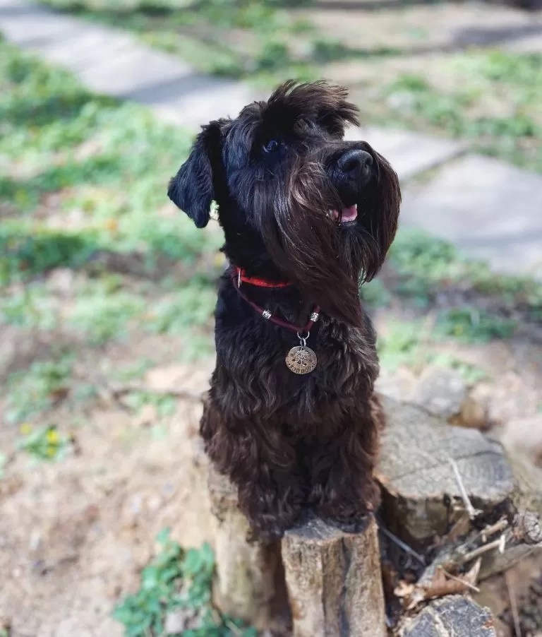 15 Cool Facts About Miniature Schnauzers