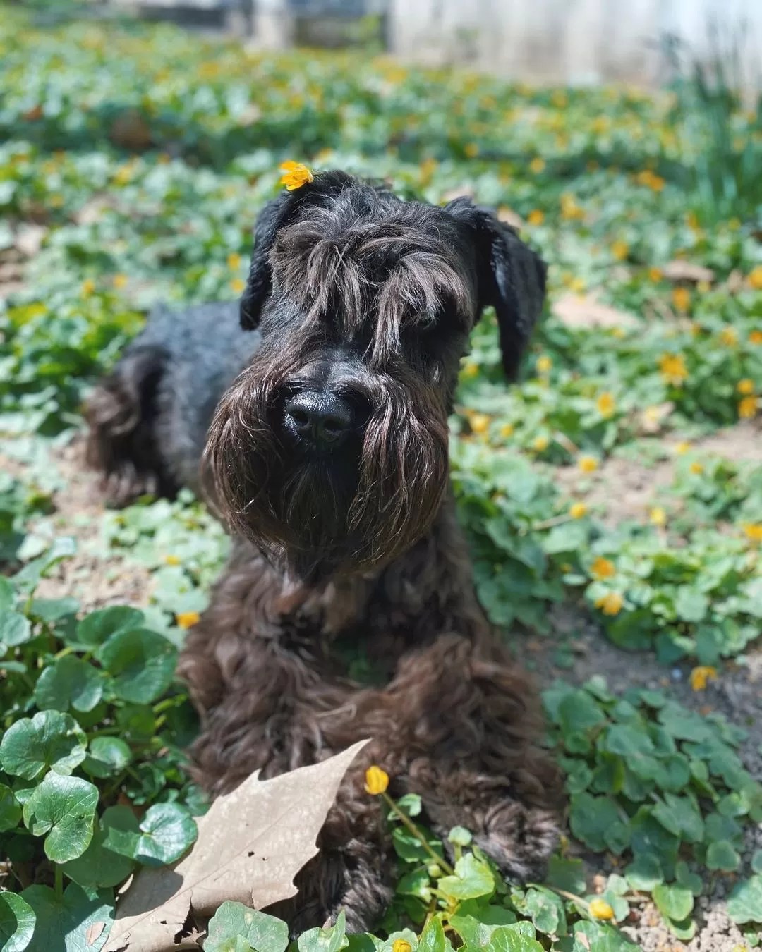 15 Cool Facts About Miniature Schnauzers Page 2 of 5