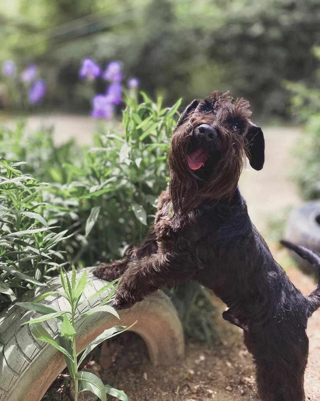 15 Cool Facts About Miniature Schnauzers Page 3 of 5