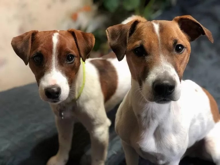 15 Interesting Facts About Jack Russell Terriers Page 5 of 5