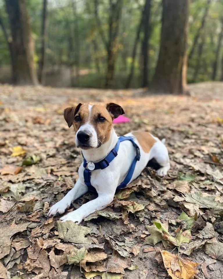 15 Cool Facts About Jack Russell Terriers Page 2 of 5