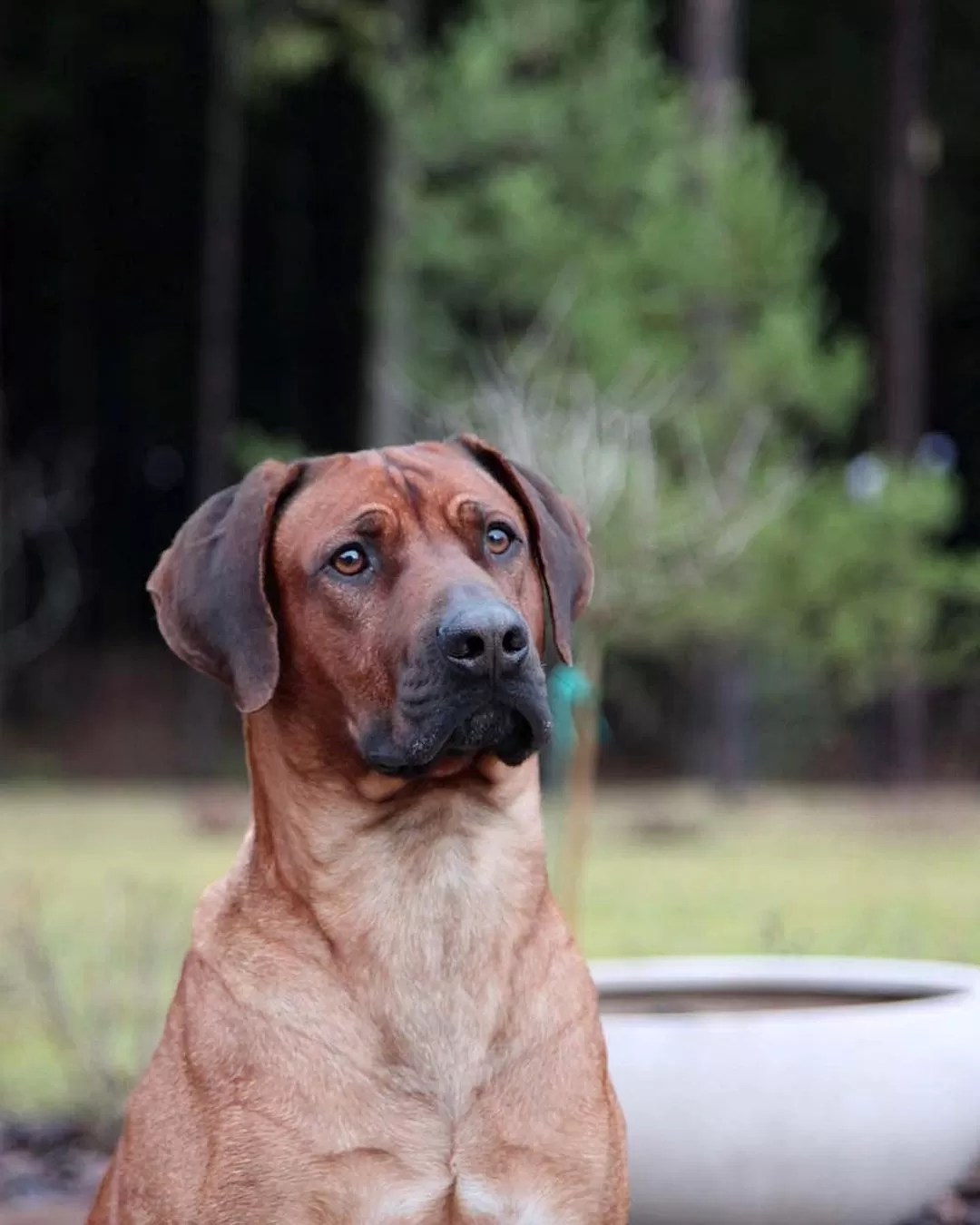 15 Amazing Facts About Rhodesian Ridgebacks You Probably Never Knew