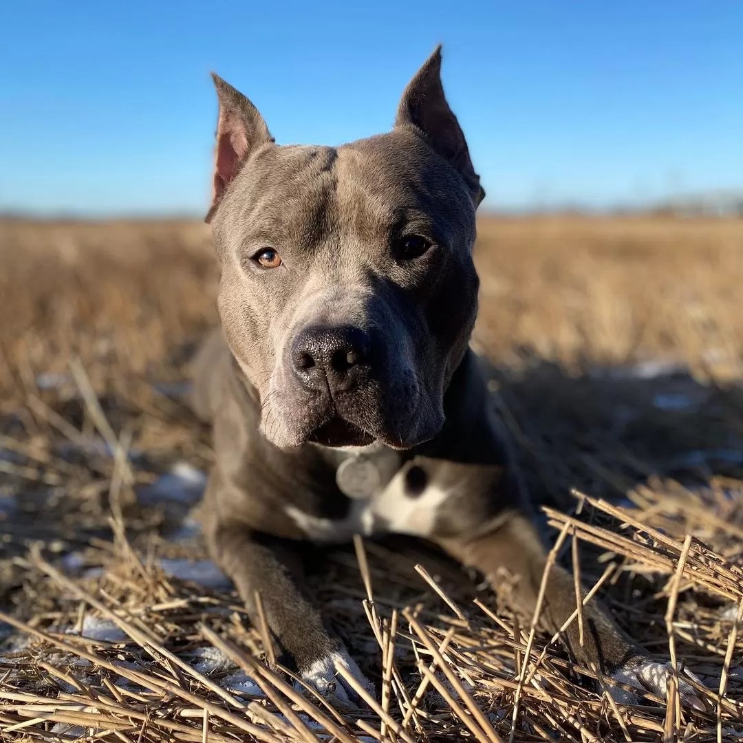 15 Amazing Facts About Staffordshire Bull Terriers You Probably Never