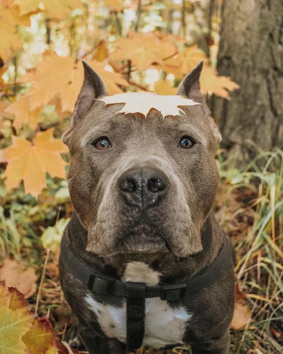 15 Cool Facts About Staffordshire Bull Terriers