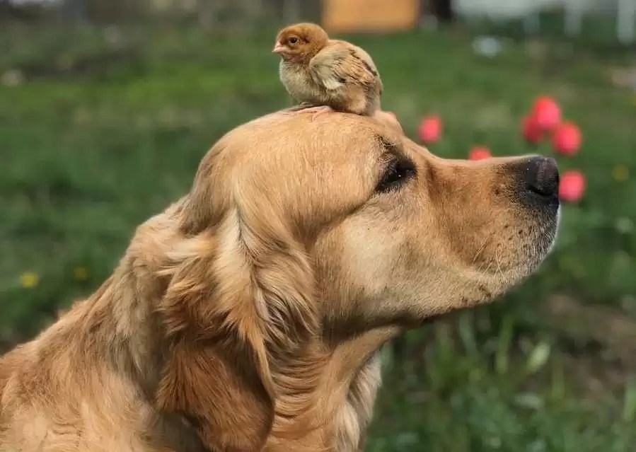 15 Cool Facts About Golden Retrievers