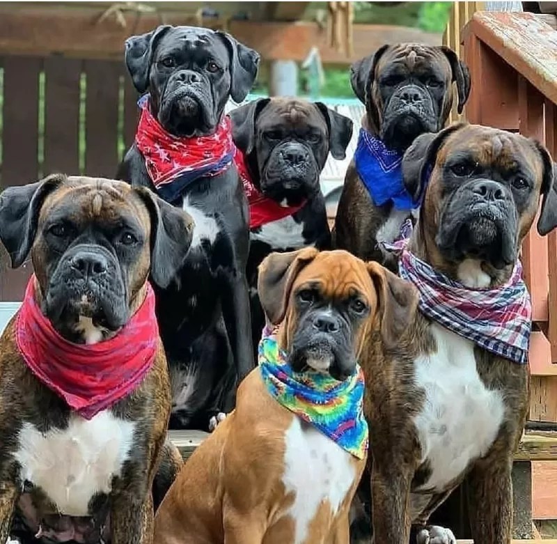 15 Reasons Why You Should Never Own Boxers