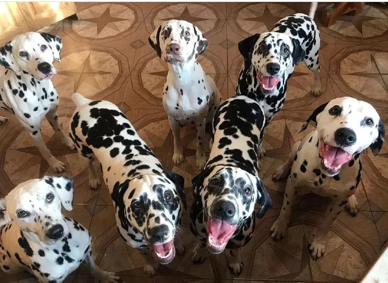 15 Reasons Why You Should Never Own Dalmatians