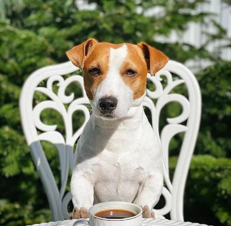 15 Reasons Why You Should Never Own Jack Russells Page 5 of 5