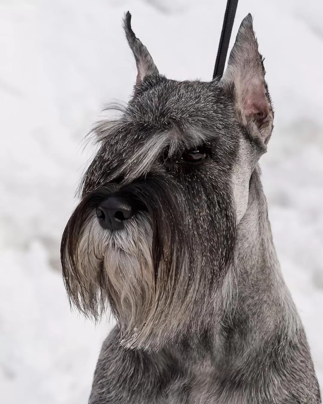 15 Interesting Facts About Schnauzers Page 3 of 5