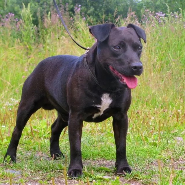 16 Interesting Facts About Patterdale Terriers Page 3 of 6