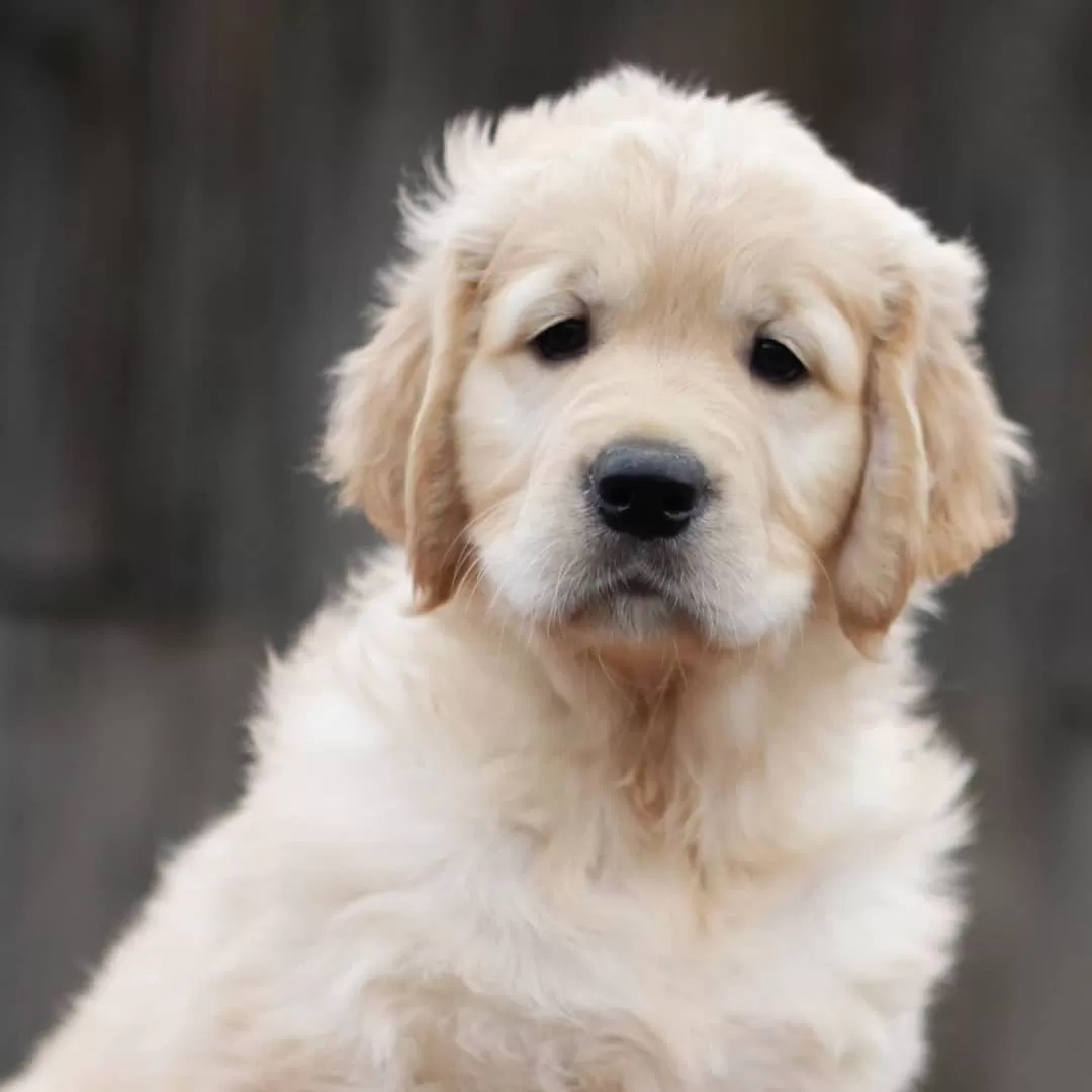 15 Cool Facts About Golden Retrievers
