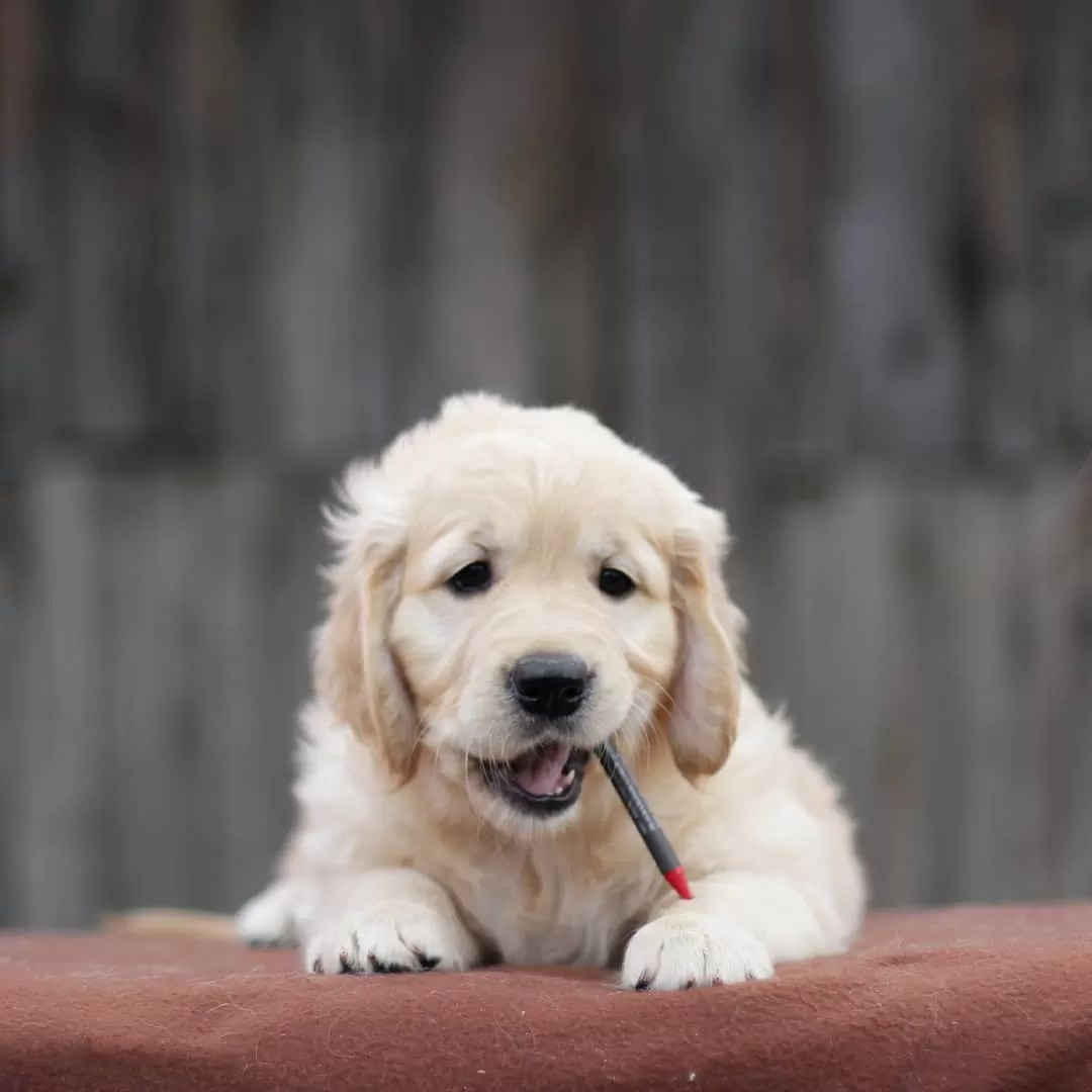 15 Cool Facts About Golden Retrievers