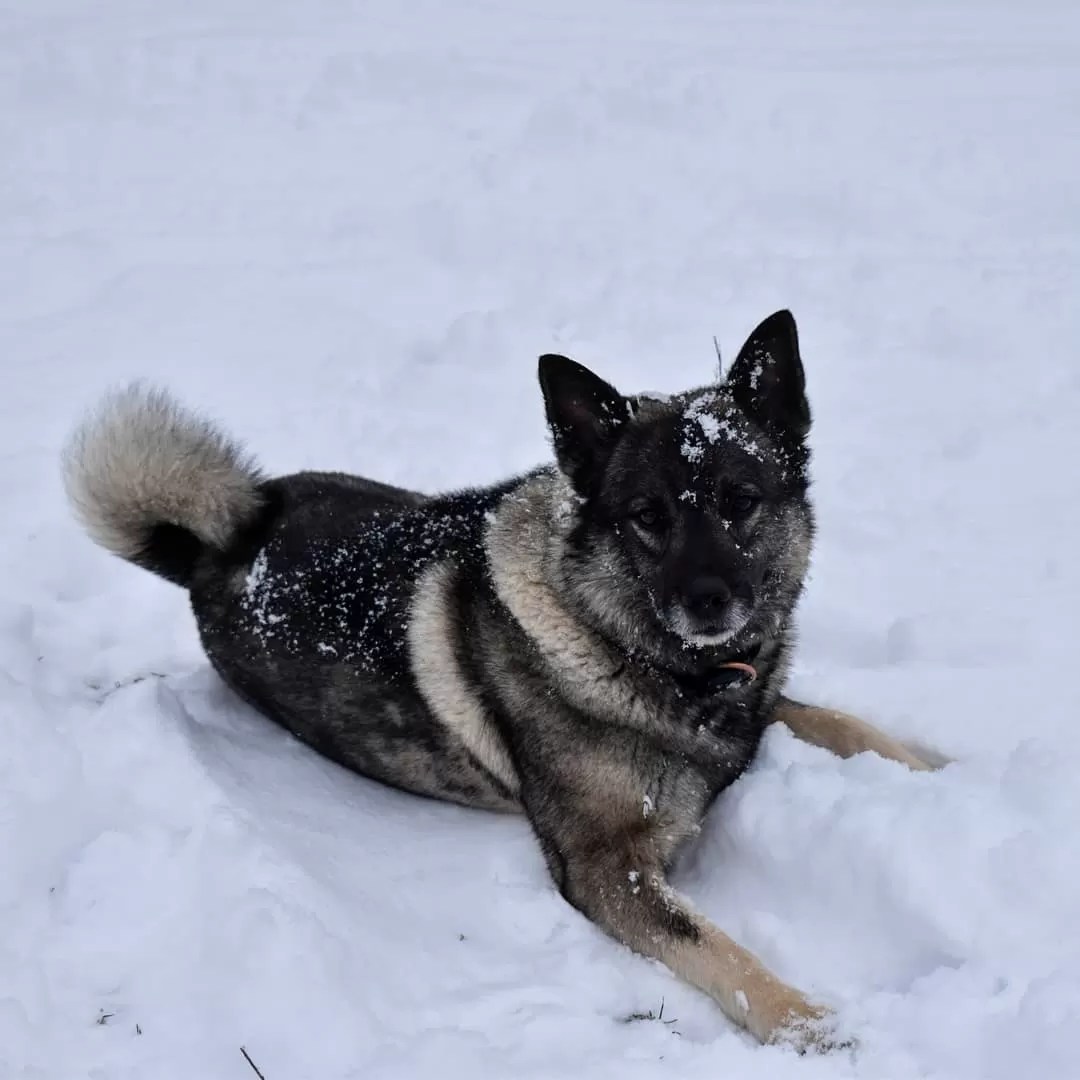 15 Amazing Facts About Norwegian Elkhounds You Probably Never Knew