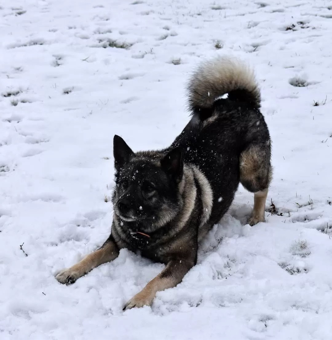 15 Amazing Facts About Norwegian Elkhounds You Probably Never Knew