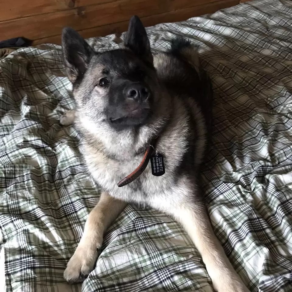 15 Amazing Facts About Norwegian Elkhounds You Probably Never Knew