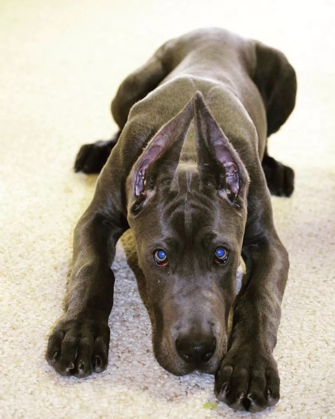 15 Amazing Facts About Great Danes You Probably Never Knew