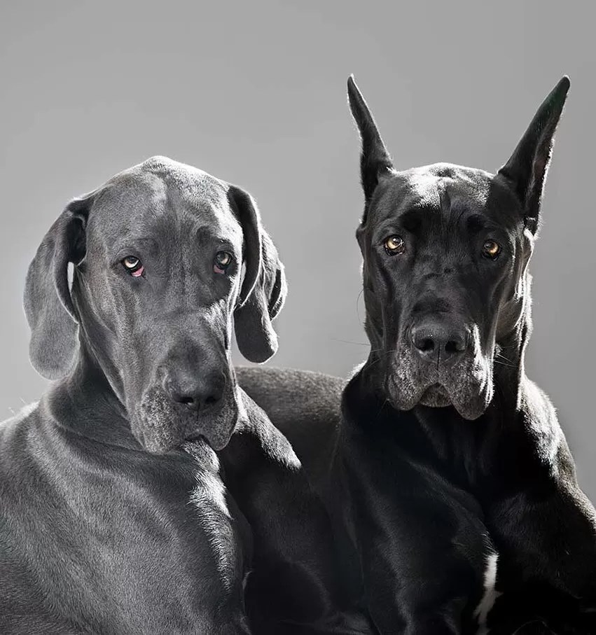 15 Amazing Facts About Great Danes You Probably Never Knew