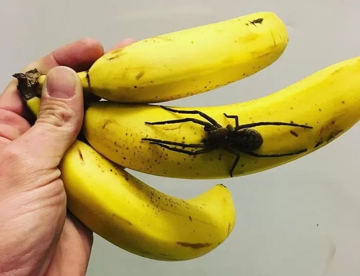 Brazilian Wandering Spider (Banana Spider) Species Profile