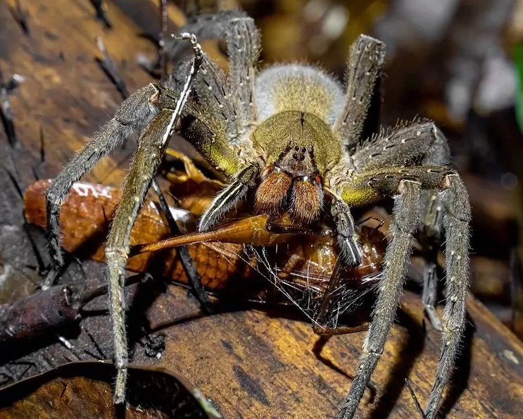Brazilian Wandering Spider (Banana Spider) Species Profile